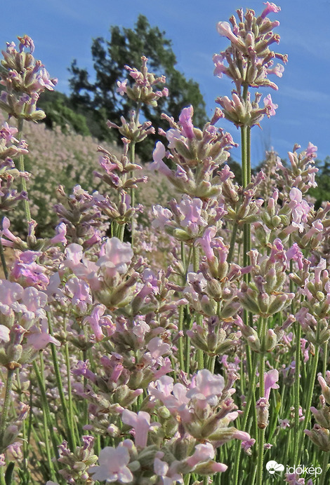 Rózsaszín keskenylevelű levendula (Lavandula angustifolia rosa)