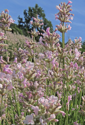 Rózsaszín keskenylevelű levendula (Lavandula angustifolia rosa)
