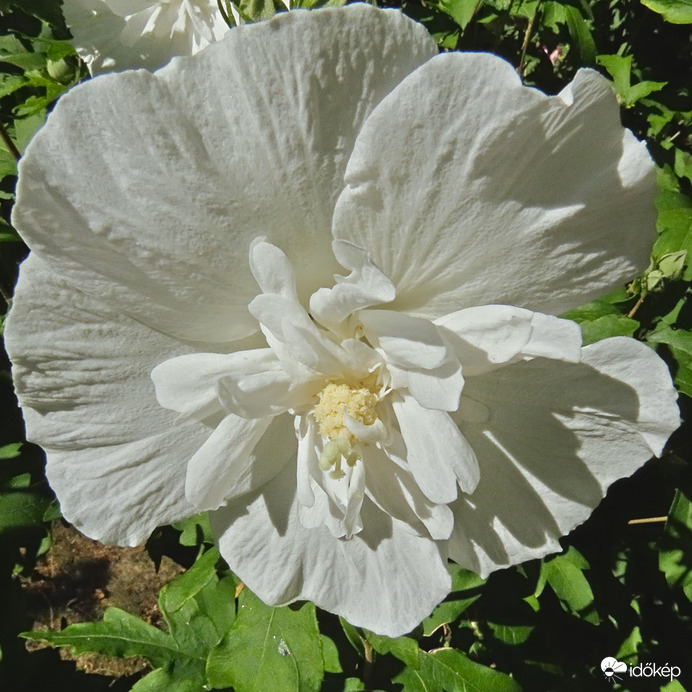 Teltvirágú mályvacserje (Hibiscus syriacus White Chiffon)