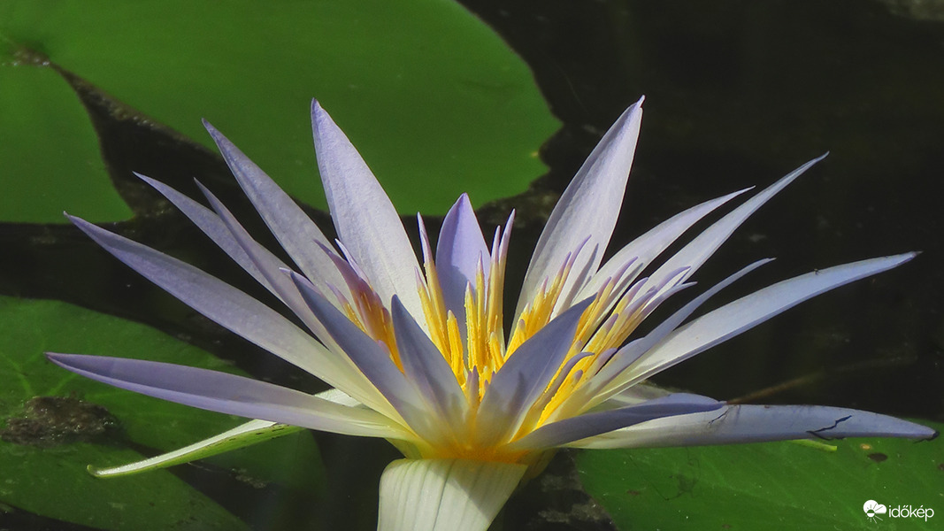 Kék tündérrózsa (Nymphaea coerulea) 