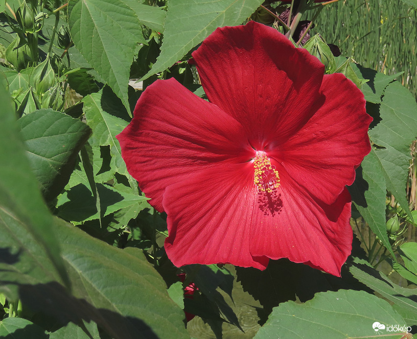  Mocsári, vagy óriás hibiszkusz (Hibiscus moscheutos) 