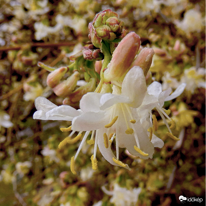 Illatos lonc (Téli lonc, óriás lonc - Lonicera fragrantissima)