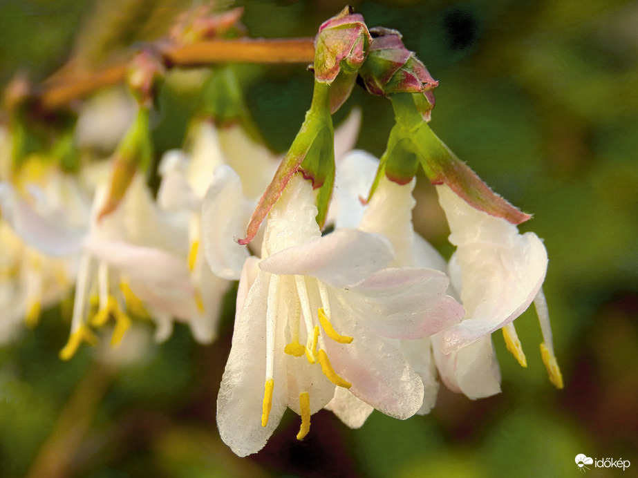 Illatos lonc (Téli lonc, óriás lonc - Lonicera fragrantissima) 