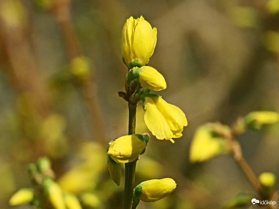 Kerti aranyfa vagy aranycserje (Forsythia intermedia) 