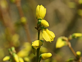Kerti aranyfa vagy aranycserje (Forsythia intermedia) 