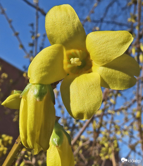 Kerti aranyfa vagy aranycserje (Forsythia intermedia) 