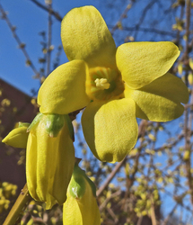 Kerti aranyfa vagy aranycserje (Forsythia intermedia) 