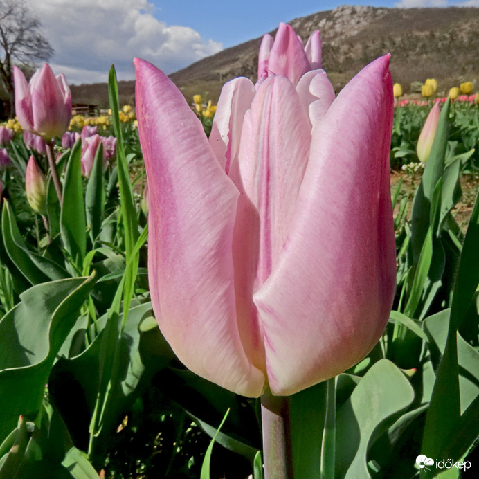 Tulipánmező a Nagy-Kevély alatt