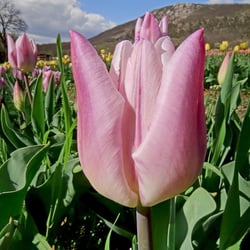 Tulipánmező a Nagy-Kevély alatt