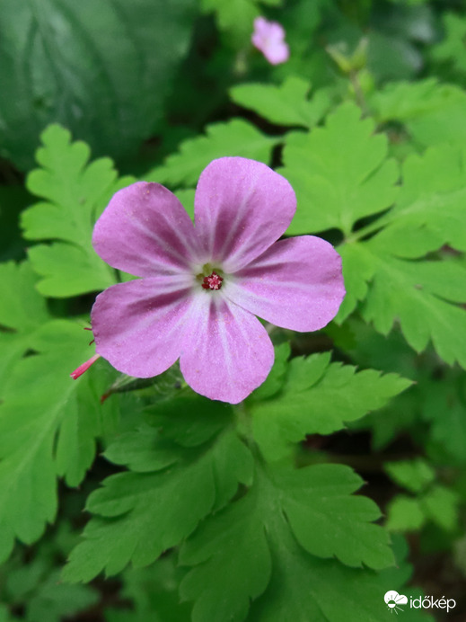 Nehézszagú gólyaorr (Geranium Robertianum)