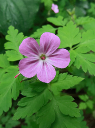 Nehézszagú gólyaorr (Geranium Robertianum)