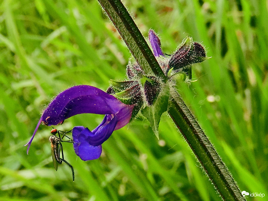 Mezei zsálya (Salvia pratensis) 