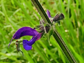 Mezei zsálya (Salvia pratensis) 