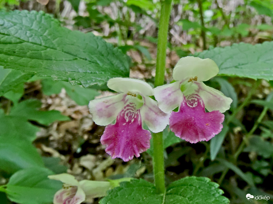 Erdei méhfű (Melittis melissophyllum)