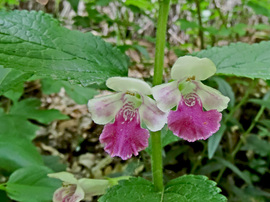 Erdei méhfű (Melittis melissophyllum)