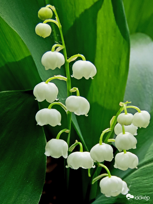 Májusi gyöngyvirág (Convallaria majalis)