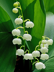 Májusi gyöngyvirág (Convallaria majalis)