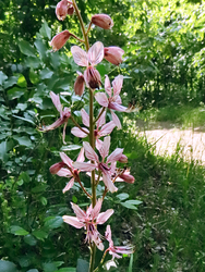 Nagyezerjófű (Dictamnus albus), más néven boszorkányfű