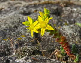 Borsos varjúháj (Sedum acre)