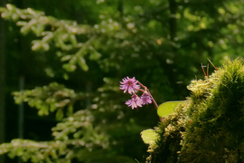 Kárpáti harangrojt (Soldanella carpatica)