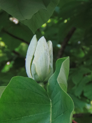 Hegyeslevelű liliomfa (Magnolia acuminata) virága