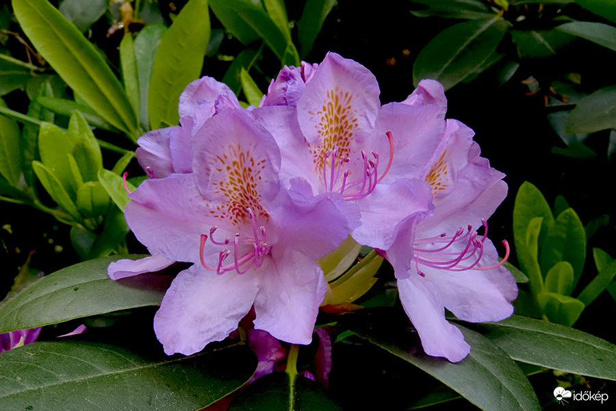 Havas szépe (Rhododendron)
