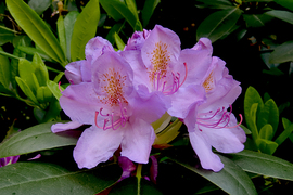 Havas szépe (Rhododendron)