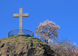 Virágzik a mandula a Gellért-hegyen