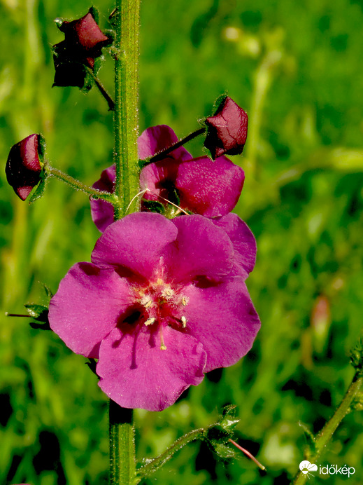 Lila ökörfarkkóró (Verbascum phoenicum)
