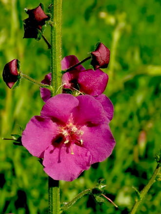 Lila ökörfarkkóró (Verbascum phoenicum)