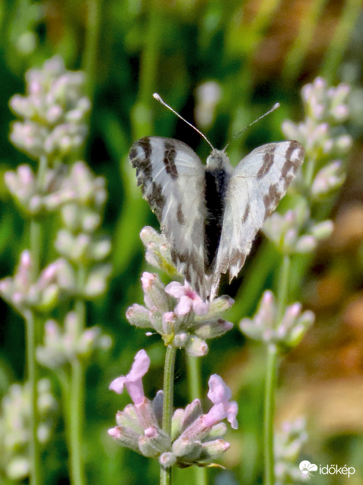 Lavandula angustifolia ‘Rosea’ – rózsaszín levendula