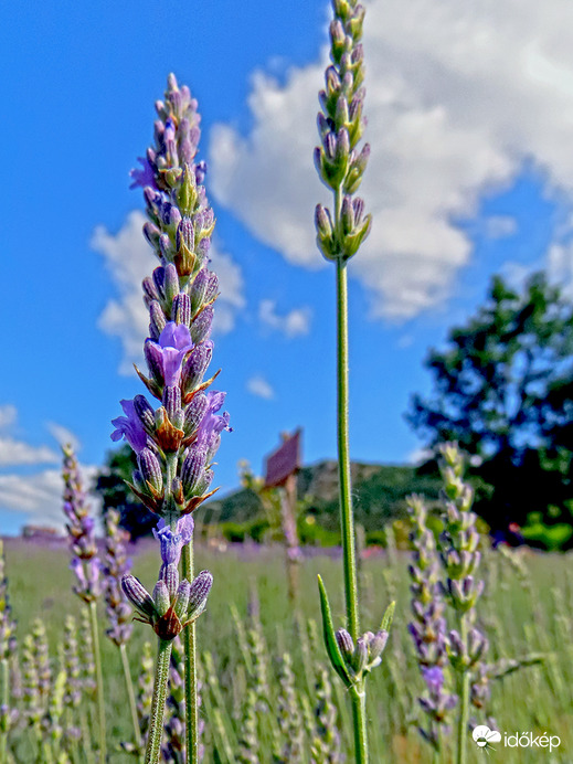 Lavandula x intermedia 'Grappenhall' - Halványkék provánszi levendula