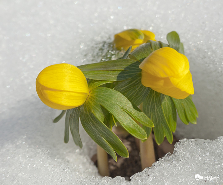 Téltemető (Eranthis hyemalis)
