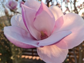 Magnolia 