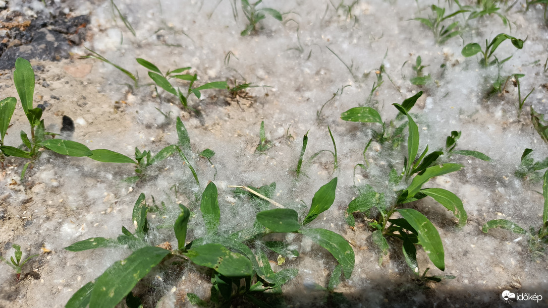 Fake snow