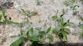Fake snow