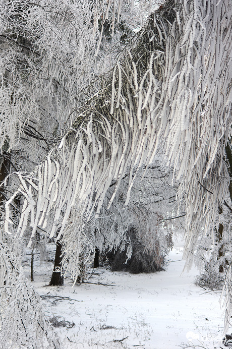 A zúzmara birodalma...