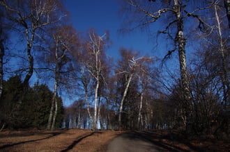 Nyírfák Galyatetőn