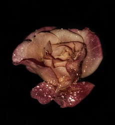 Rózsa 