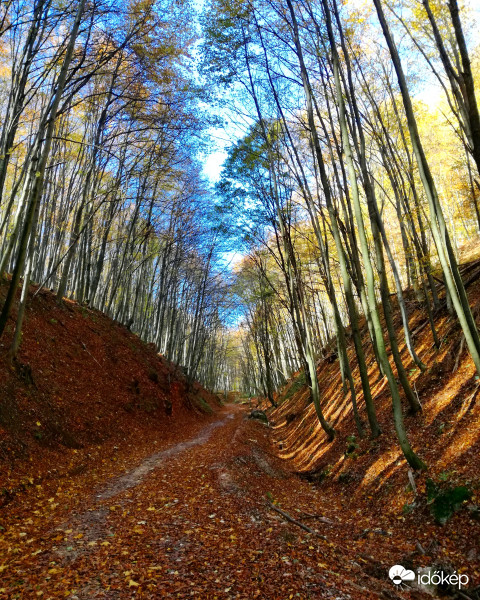 Erdei ösvényen