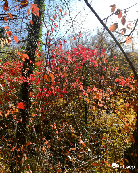 Festőművész az Ősz...