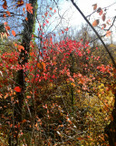 Festőművész az Ősz...