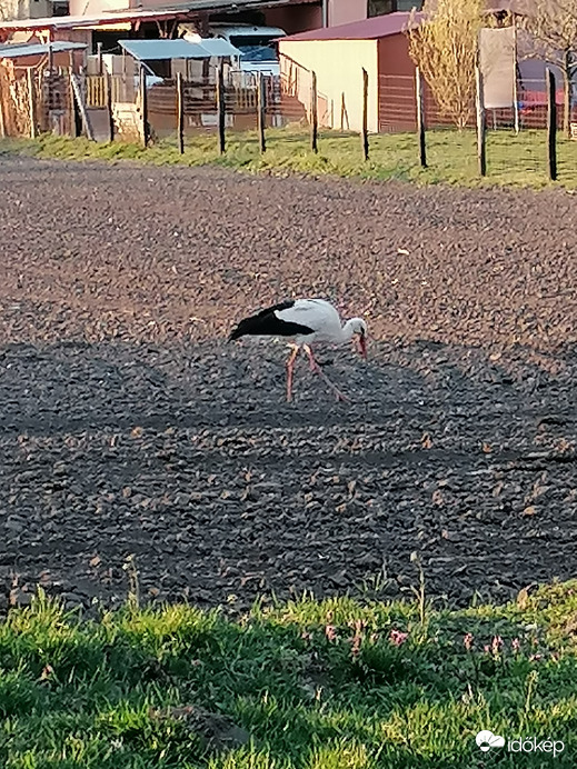 Kissé eltévedt :)