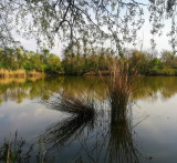 Csongrád, Holt -Tisza