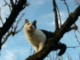 Csak jól láttam , a szomszéd macskája közelít :)  Még szerencse , hogy itt vagyok fent a fán és nem fog észrevenni  :)))