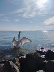 Balatonakarattya