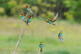 színpompás vadász