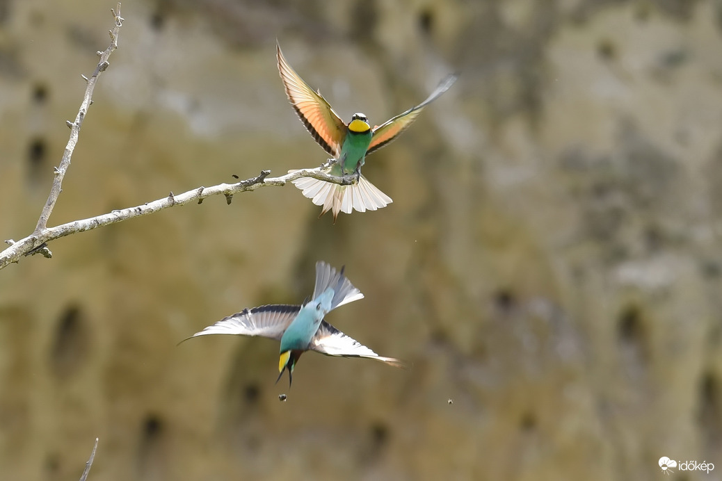 színpompás vadász