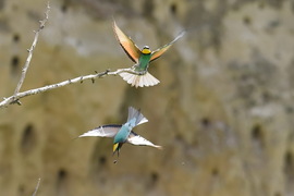 színpompás vadász