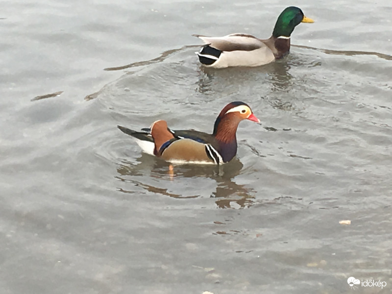 Mandarin rece